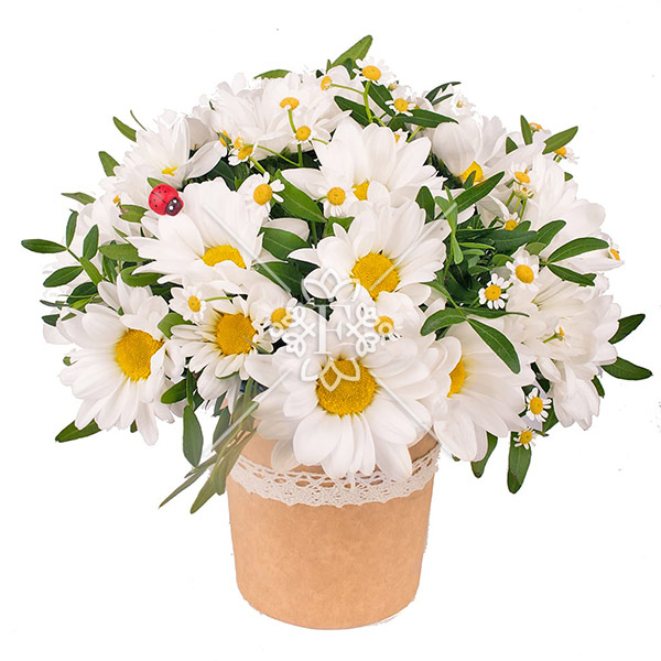 Первое признание - композиция из белых хризантем